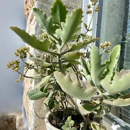 בית נופש Villa Gio - Villa Con Giardino Privato Per 8-10 Ospiti A Ostuni *