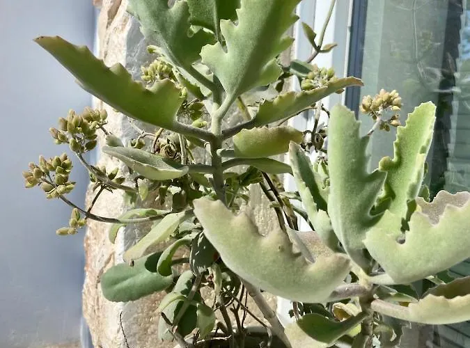 בית נופש Villa Gio - Villa Con Giardino Privato Per 8-10 Ospiti A Ostuni *
